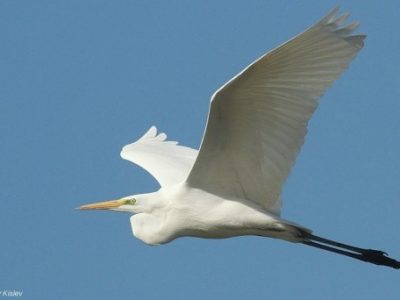 Birdwatching tour